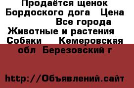 Продаётся щенок Бордоского дога › Цена ­ 37 000 - Все города Животные и растения » Собаки   . Кемеровская обл.,Березовский г.